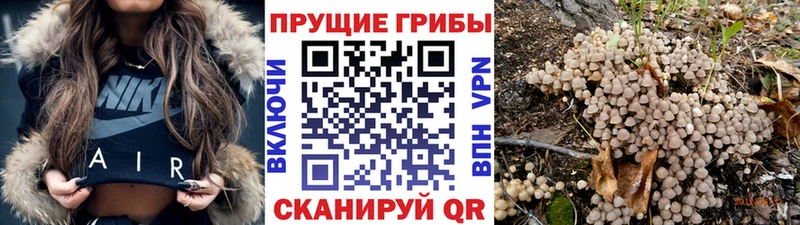 Галлюциногенные грибы мицелий  Гатчина 